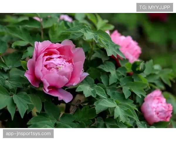 杜丽家里那小花园都比我房子大，她打完球还能亲自下厨？真的假的？！